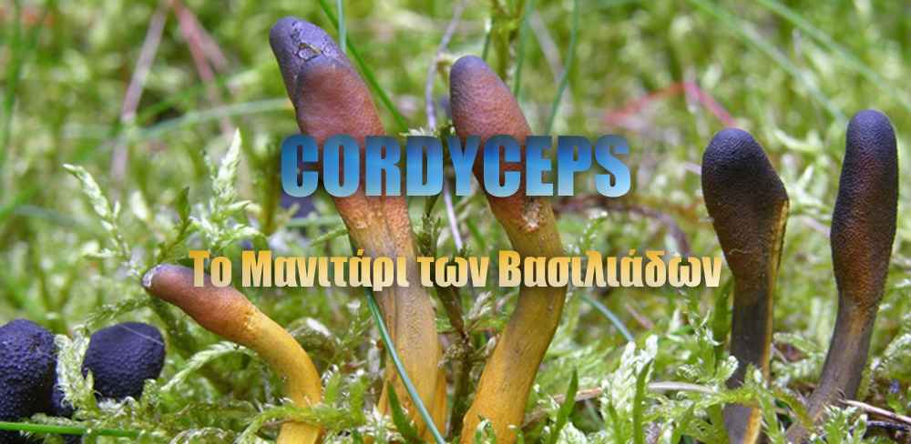 Μανιτάρι Cordyceps Sinensis My Image